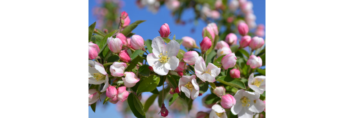 Crabapple