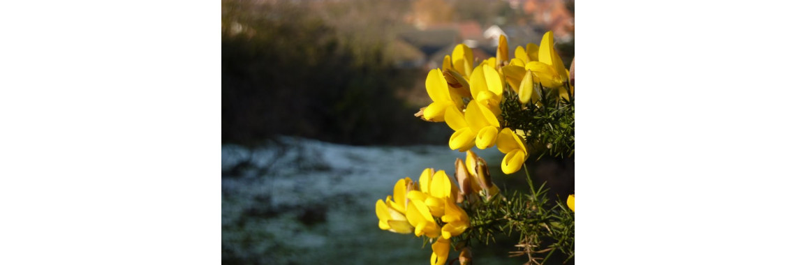 Gorse
